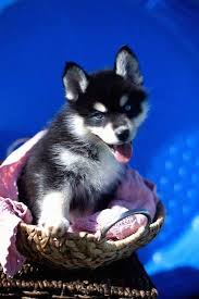 Black And White Pomsky Puppy Front Side View A Perk Eared Happy Looking Black With White Pomsky Puppy Is Sitting In A Wicker Basket Its Mouth Is Op Pomsky Puppies Cute Animals Puppies