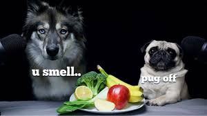 Wolf Dog Reviews Food With Pug Pugpuppy Pugface Smiling Pugs Ilovemypug Pugworld Https Www Youtube Com Watch V Jvewcwvohm Utm Med In 2020 Wolf Dog Pugs Dogs