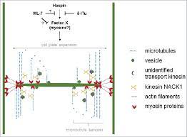 Why would cytokinesis take longer in plant cells. Schematic Representation Of Cytokinesis Process In Plant Cells Cell Download Scientific Diagram