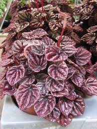 Most of them are compact, small perennial epiphytes growing on rotten wood. Peperomia Rot Peperomia Caperata Versand Fur Blumen Pflanzen Floristik