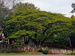 Image result for Albizia adianthifolia × gummifera