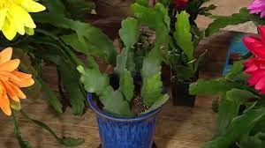 Giant white epiphyllum hylocereus orchid cactus huge flower 2 cuttings. Epiphyllum By Plantmansa