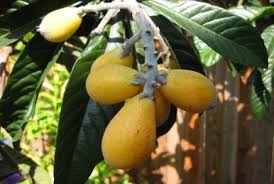 Image result for Mikaniopsis usambarensis