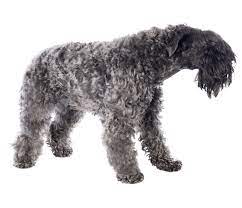 Puppies for sale from dog breeders near atlanta, georgia. Kerry Blue Terrier Dog Breed Facts And Information Wag Dog Walking