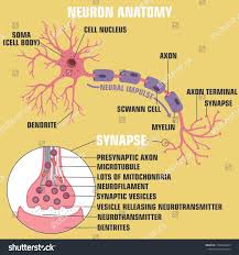 Ector Scientific Icon Structure Of Neuron And Synapse Description Of The Anatomy Of The Neuron Of The Brain And Synap Cell Biology Notes Neurons Biology Notes