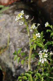 Image result for Nasturtium microphyllum