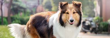 Shetland Sheepdog Breed Facts And Traits Hill S Pet