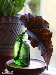 Plants That Grow In Water A No Fuss
