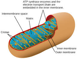 In a plant cell mitochondria highest amounts of atp is produced in the. Atp In Living Systems Biology For Non Majors I
