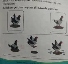 Buatlah garis start dan finis dengan jarak 3 meter. Tolong Bantu Jawabannya Ya Teman Soal Berikut Yang Mana Gerakan Ayam Yg Berjalan Berlari Brainly Co Id