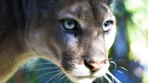 By using this search you agree to terms and conditions of the search. Reclusive Beautiful And Endangered 9 Facts About The Florida Panther Wftv