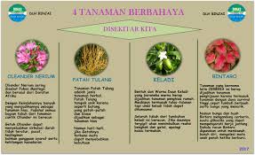 4 Tanaman Berbahaya Disekitar Kita Tanaman Herbal