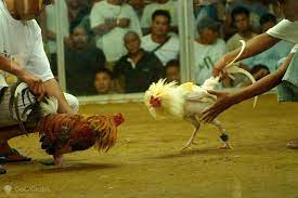 Cuando Solo Las Peleas De Gallos Despiertan Filipinas Got2globe