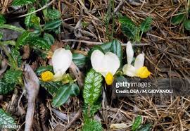 Image result for Polygalaceae