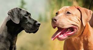 Check spelling or type a new query. Great Dane Pitbull Mix Breed Discover The Pitbull Dane Dog