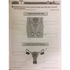 More pendidikan kesihatan interactive worksheets. Latihan Penyalahgunaan Bahan Tahun 5