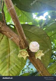 Image result for Bellucia pentamera