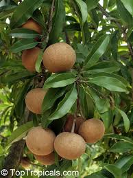 Image result for Manilkara