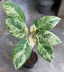 Image result for Hymenodictyon