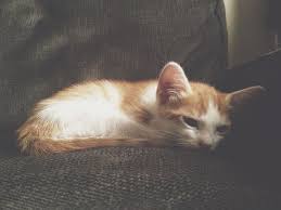 sari bisi yuva ariyor istanbul kedi istanbul