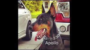 The procedure should be completed by a vet with experience in ear cropping to ensure a proper, good looking, standing ear. Ear Crops By Dr Jan Crowe