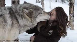 Timber Wolf Kekoa Plays With Wildlife Worker And Even Licks Her Face Timber Wolf Wolves And Women Animals Wild