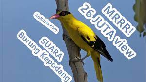 Download Suara Burung Kepodang Emas Gacor Sungu Mp3 Harga