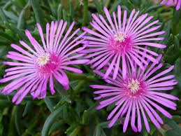 Image result for Lampranthus spp.