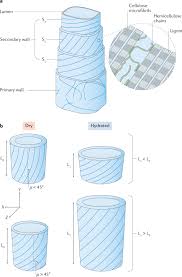 Maybe you would like to learn more about one of these? Hydration Induced Reversible Deformation Of Biological Materials Nature Reviews Materials
