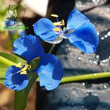 Image result for Commelina