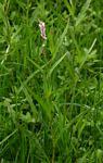Image result for Persicaria madagascariensis