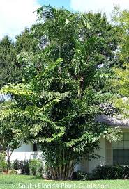 Call today for a free estimate. Fishtail Palm