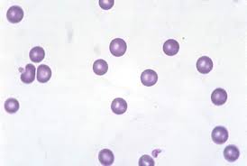 Animal red blood cell diagram labeled. Red Blood Cells In Animals Circulatory System Veterinary Manual