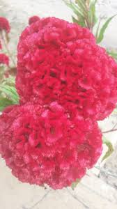 The perfect gifts and flowers, whether it's a special day or any day. The Favorite Flower Of My Grandma In Honor Of Her Steemit