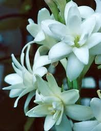 Fusain du japon à pousses blanches 'paloma blanca'. Plantes D Interieur Parfumees Newsjardintv