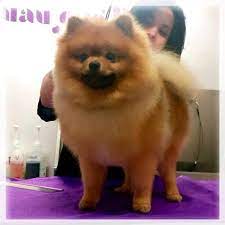 Pomerania Lulu Spitzenanoaleman Peluqueriacanina Peluqueriacaninazaragoza Guauquepelos Groomer Grooming Mascota Perro Groomer Dogs Grooming