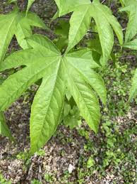 Image result for Araliaceae