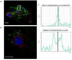 Some examples of foods that have caused staphylococcal food poisoning are sliced meat, puddings, pastries and sandwiches. A 3d Imaging Of Hmsc Culture At 30 Min Cell Membrane Protrusions Are Download Scientific Diagram