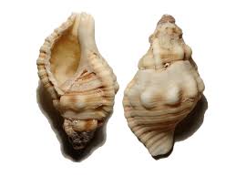 Triton Shell Ranellidae Ranella Australasia Perry 1811 Pheasant Point Kiama South Coast Nsw 23 3g