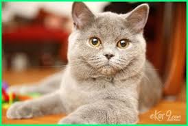 Ketika kucing minum, tidak ada setitis pun air yang akan jatuh dari lidahnya. Memelihara Kucing Dalam Islam Memelihara Kucing Hitam Menurut Islam Kelebihan Kucing Dalam Islam Fakta Tentang Kucing Menurut Islam M Kucing Hewan Binatang