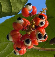 Image result for Paullinia bipinnata