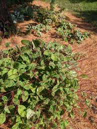 Image result for Lannea virgata