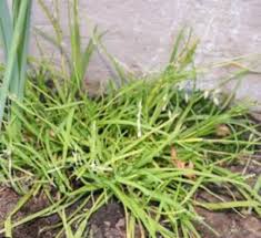 Image result for Poa