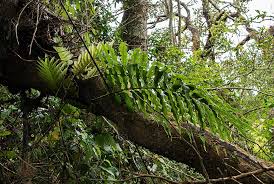 Image result for Drynaria volkensii