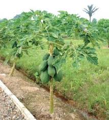 Check spelling or type a new query. Cara Ampuh Membasmi Virus Pada Pepaya Dengan Sodium Silikat Bibit Buahku