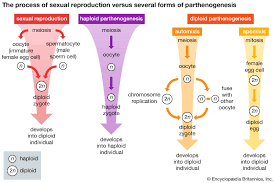 Parthenogenesis Definition Types Facts Britannica