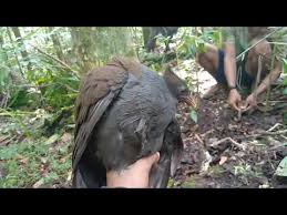 Ayam Hutan Disini Lebih Banyak Dari Ayam Kampung Youtube