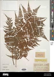 Image result for Arachniodes webbiana