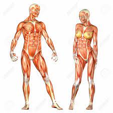 Female torso muscle anatomy drawing. Illustration Of A Male And Female Human Anatomy Characters Isolated Stock Photo Picture And Royalty Fr Human Anatomy Female Human Body Anatomy Human Anatomy