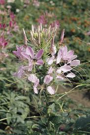 Image result for Cleome spinosa